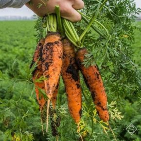 Через заморозки овощеводы недополучат урожай моркови — прогноз