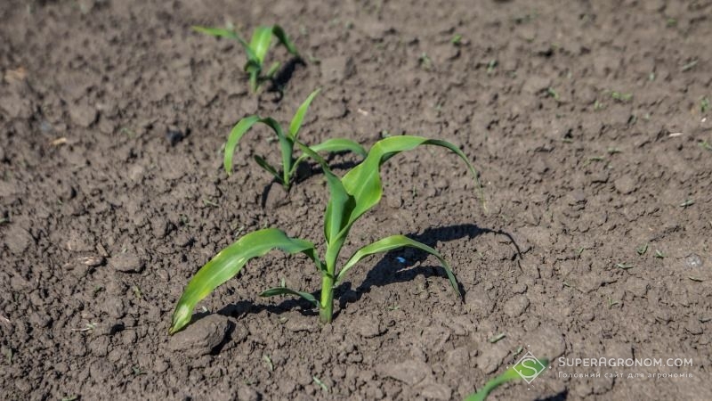 На Mini Hub від LNZ досліджують ґрунтові та страхові системи захисту кукурудзи