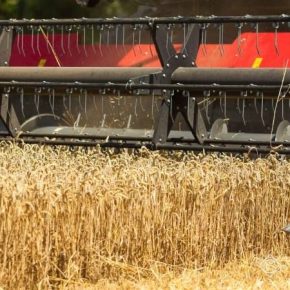 С ходом жатвы качество зерна пшеницы в Украине улучшится — прогноз