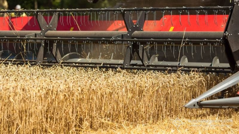 З перебігом жнив якість зерна пшениці в Україні покращиться — прогноз
