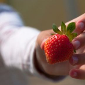 В Украине растет инвестиционная привлекательность ягодного бизнеса — аналитики