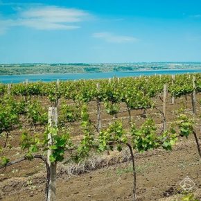 Николаевские виноградари соберут 20 тыс. тонн урожая — прогноз