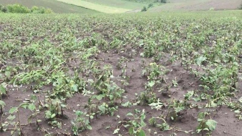 На Тернопільщині град завдав колосальних збитків посівам сільгоспкультур