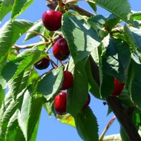 На Херсонщине начат сезон сбора урожая черешни и клубники