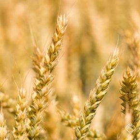 Жара в июне может повлиять на снижение производства зерна в Черноморском регионе