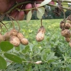 Луганский фермер поделился советами в выращивании арахиса