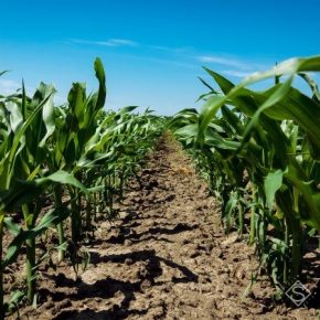 Иногда в посевах кукурузы наблюдается отставание в росте растений — НААН