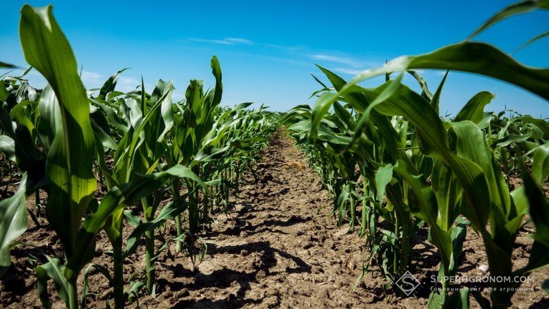 Подекуди у посівах кукурудзи спостерігається відставання у рості рослин — НААН