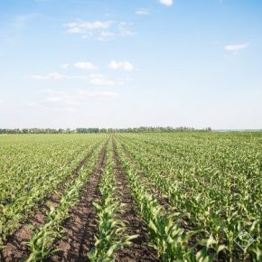 В A. G. R. Group оценили влияние погоды на состояние посевов кукурузы