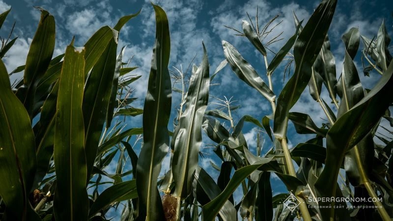 У Китаї запустили програму з вирощування високобілкових сортів кукурудзи
