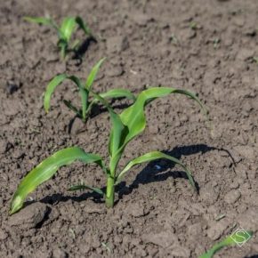 У растений кукурузы отмечается снижение интенсивности ростовых процессов
