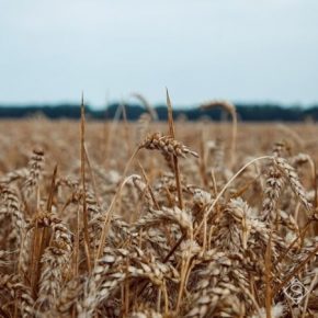 Европу ожидает худший за десятилетие урожай пшеницы — прогноз