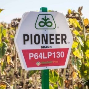 Подсолнечник Pioneer теряет позиции среди отечественных агропроизводителей
