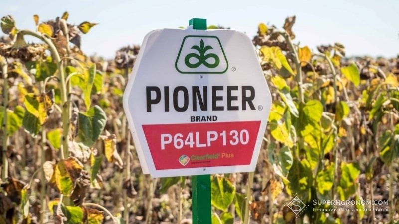 Соняшник Pioneer втрачає позиції серед вітчизняних агровиробників