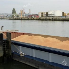 В портах Украины снизились закупочные цены на фуражную пшеницу