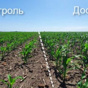 Аграриям продемонстрировали эффект от фульвових кислот на кукурузе