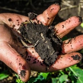 Украинские ученые исследуют способы расширенного воспроизводства плодородия почвы