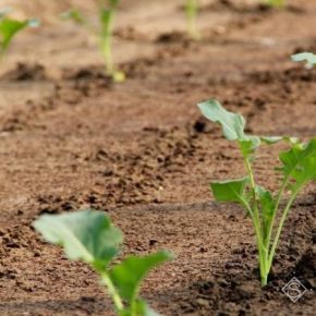 Выращивание белокочанной капусты требует обязательного соблюдения севооборота