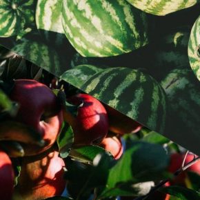 Аналитики озвучили перспективный прогноз на урожай яблок и арбузов