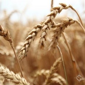 На Днепропетровщине оценили нынешние риски потерь урожая