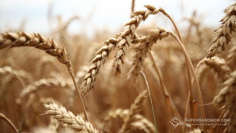 На Дніпропетровщині оцінили цьогорічні ризики втрат врожаю