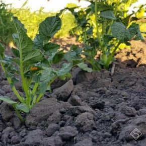На Прикарпатье существует угроза поражения посадок картофеля болезнями