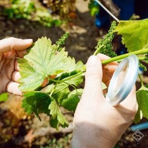На Прикарпатье виноградники пришлось спасать от майских заморозков