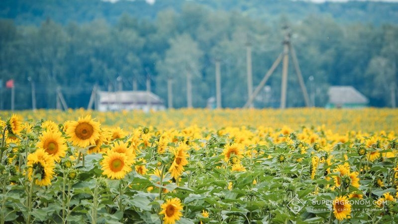 Площі сівби соняшнику в Україні зросли на понад 500 тис. га