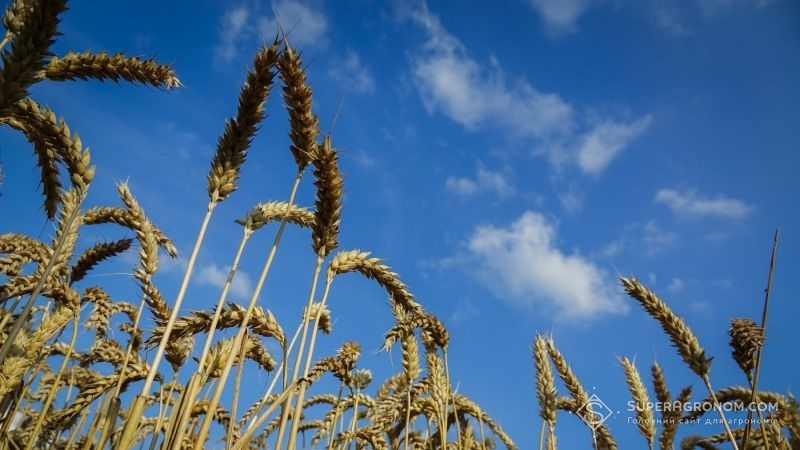 У НААН оцінили стан посівів зернових колосових культур