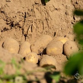 Эксперт дал оценку будущему урожаю картофеля в Украине