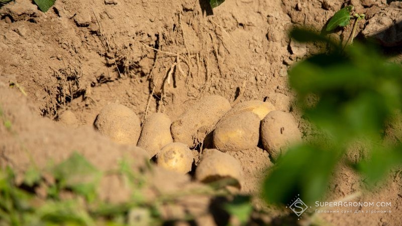 Експерт дав оцінку майбутньому врожаю картоплі в Україні