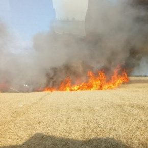 Через полевые пожары на Полтавщине выгорело 23 га зерновых