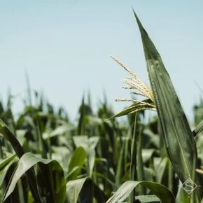 На полях Харьковщины массового развития приобрели вредители кукурузы и подсолнечника
