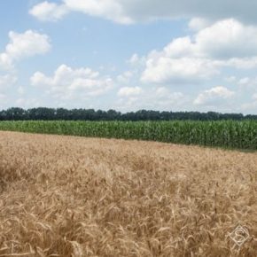 Биостимулятор помог справиться с последствиями аномальных заморозков на пшенице — опыт ДГ Драбівське