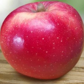 В Новой Зеландии вывели сорт яблок, устойчивый к жаре и засухе