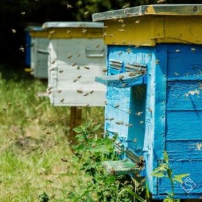 В Парламенте зарегистрировали законопроект об уголовной ответственность за отравление пчел