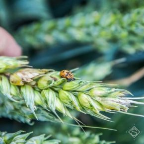 Избыточное увлажнение способствует увеличению глубокого поражения зерна пшеницы фузариозом