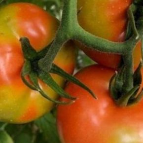По миру распространяется новый опасный вирус томатов