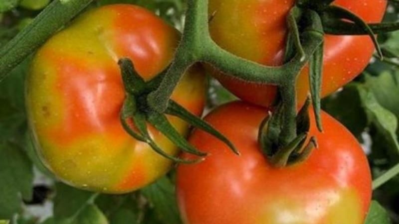 Світом поширюється новий небезпечний вірус томатів