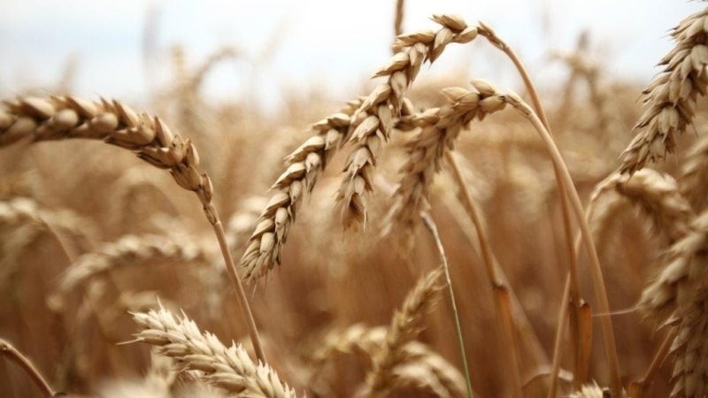 Фітосанітарний стан на полях потребує проведення передзбирального обстеження посівів зернових