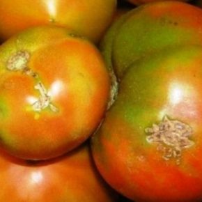 С грузом томатов в Украины попал энтомологический карантинный организм