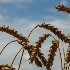 Погода способствовала распространению болезней в посевах зерновых культур НААН