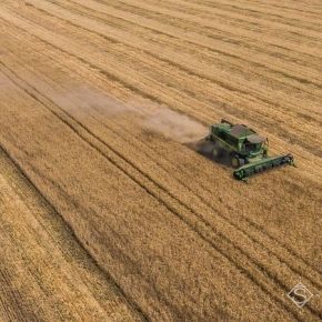 На Прикарпатье прогнозируют увеличение валового сбора ранних зерновых