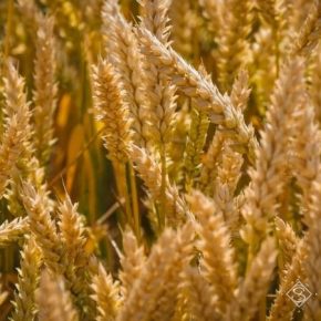 Установлен новый мировой рекорд урожайности пшеницы