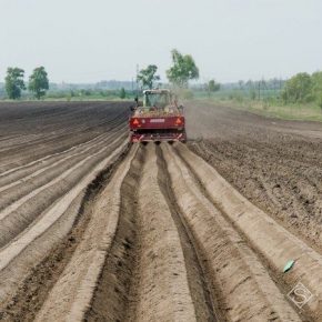 В Украине презентовали программу по развитию промышленного картофелеводства