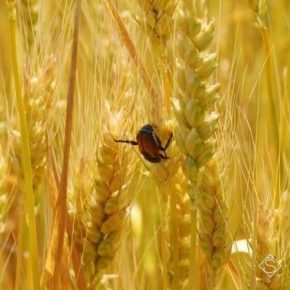 Посевами несобранных зерновых в полях распространяются вредители