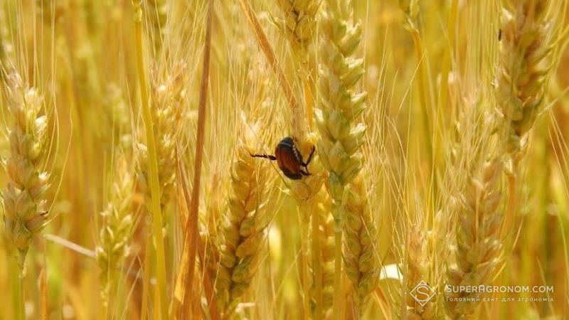 Посівами незібраних зернових в полях поширюються шкідники