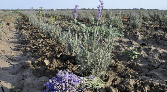 З полів на півдні України зібрали врожай лаванди