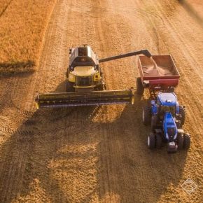 В Винницкой области снизилась средняя урожайность пшеницы и ячменя