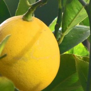 В тепличных условиях лесоводы Черкасщины выращивают лимоны